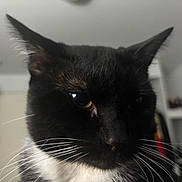 Max joined the competition — help win amazing prizes! animal, background_blur, black_and_white, cat, close_up, closeup, cute, domestic_cat, face, feline, focused, fur, house, indoor, mammal, pet, portrait, whiskers, yellow_eyes