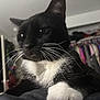 Max joined the competition — help win amazing prizes! animal, bedroom, black_and_white, cat, close_up, closet, clothes, cozy, domestic, fur, furniture, home, indoor, mammal, paw, pet, portrait, relaxed, resting, whiskers