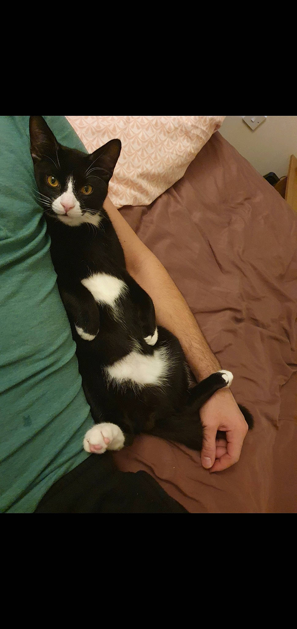 Felix joined the competition — help win amazing prizes! black, black_hair, carnivore, cat, comfort, felidae, finger, fur, hand, mammal, neck, sitting, skin, small_to_medium_sized_cats, snout, terrestrial_animal, vertebrate, watch, whiskers, wrist