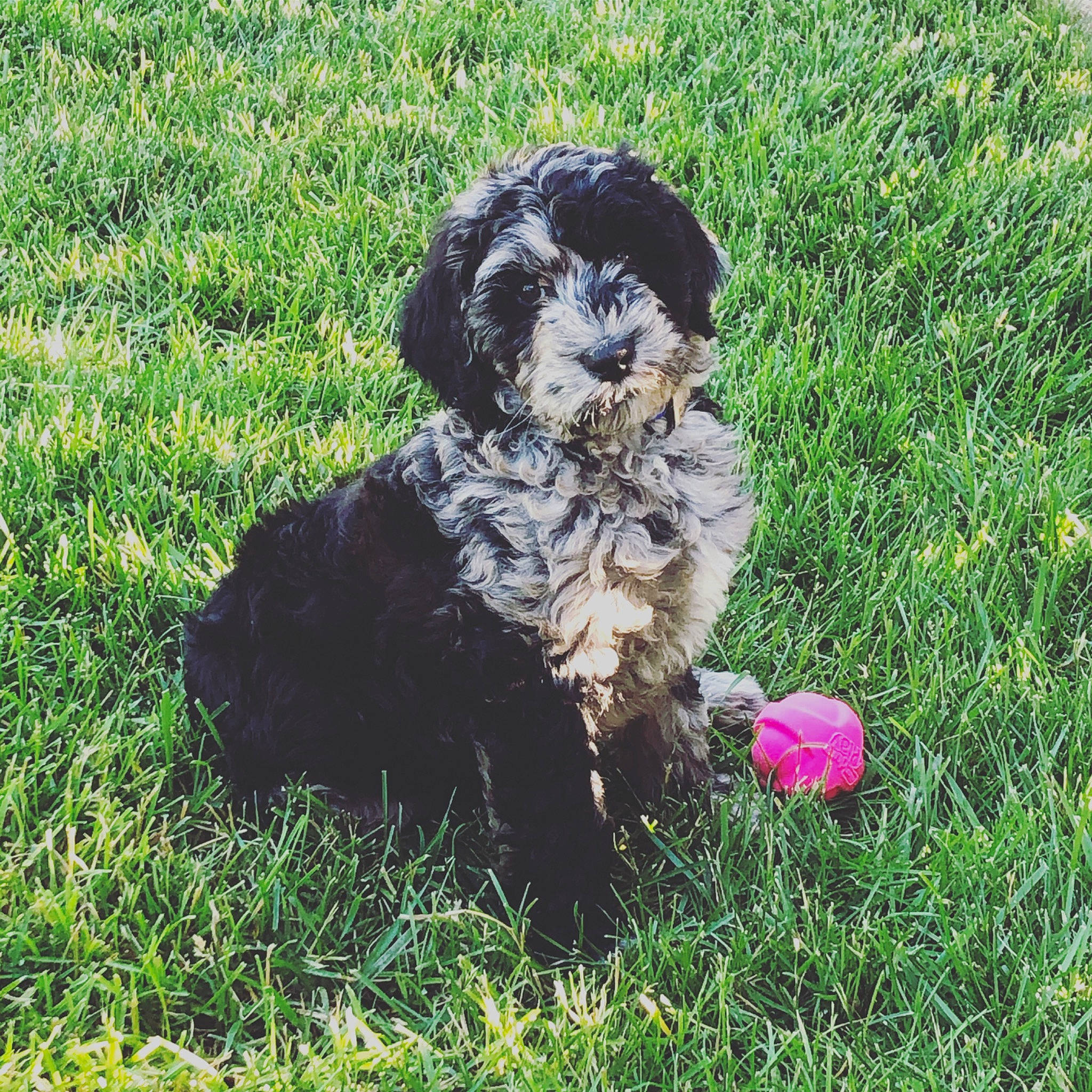 Blue is registered to the contest to win money with this photo: bolonka, canidae, carnivore, cavapoo, cockapoo, dog, dog_breed, grass, labradoodle, maltepoo, mammal, miniature_poodle, poodle_crossbreed, puppy, schnoodle, shih_poo, spanish_water_dog, sporting_group, toy_poodle, vertebrate