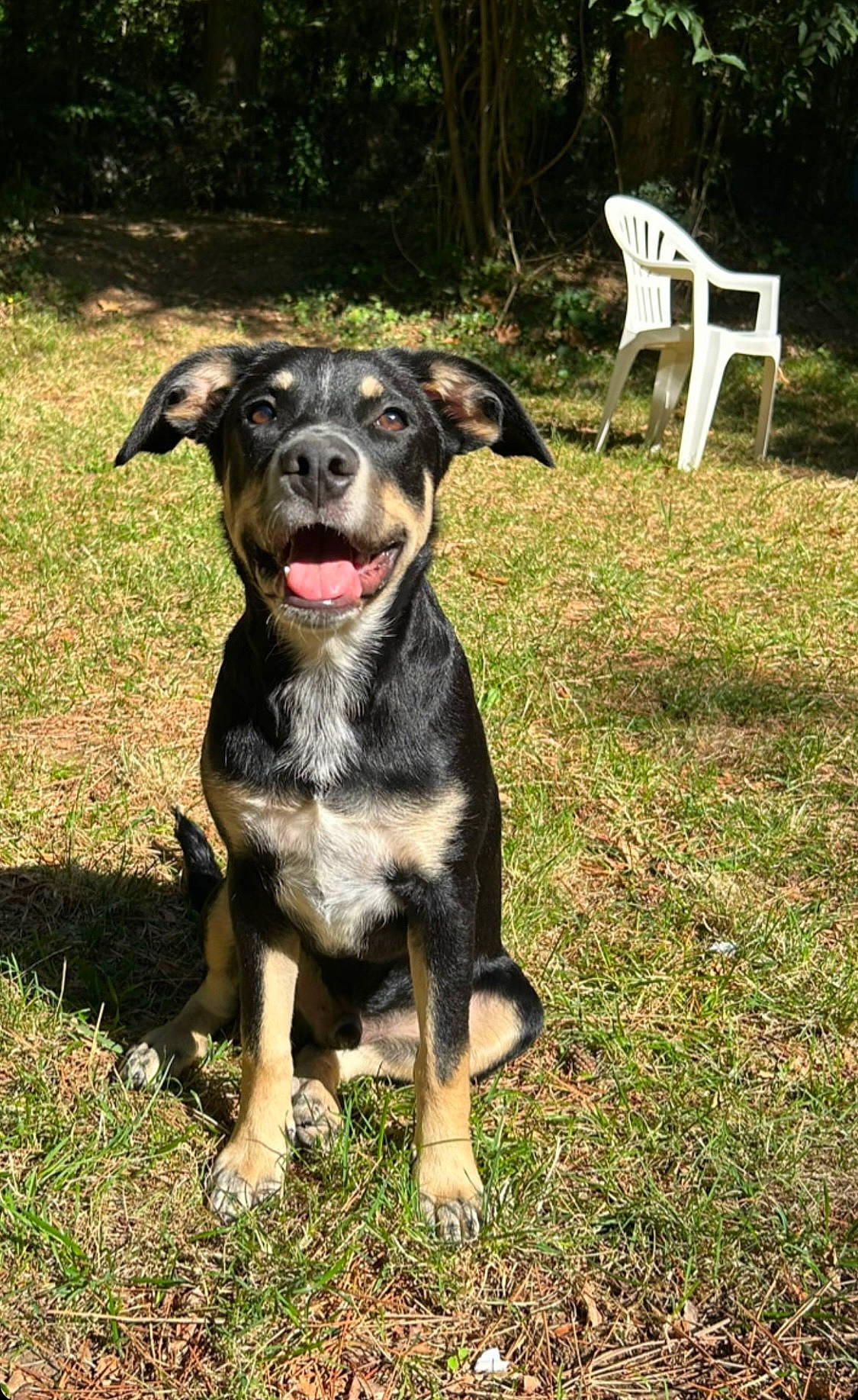 Umy participe au concours pour gagner de l'argent avec cette photo : canidae, carnivore, chair, companion_dog, dog, dog_breed, dog_collar, fawn, grass, guard_dog, hunting_dog, plant, snout, sporting_group, street_dog, tail, terrestrial_animal, tree, working_animal, working_dog