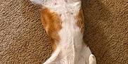 Twinkie joined the competition — help win amazing prizes! cat, orange_and_white, lying_down, carpet, stretching, relaxed, pet, indoor, feline, fur, whiskers, paw, cute, sleepy, animal, domestic, mammal, resting, soft, cozy