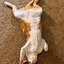 cat, orange_and_white, lying_down, carpet, stretching, relaxed, pet, indoor, feline, fur, whiskers, paw, cute, sleepy, animal, domestic, mammal, resting, soft, cozy