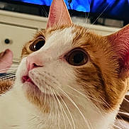 Twinkie is registered to the contest to win money with this photo: cat, close_up, orange_and_white, whiskers, curious, indoor, feline, pet, face, ears, eye, fur, domestic_animal, cute, animal, mammal, portrait, relaxed, household, watching