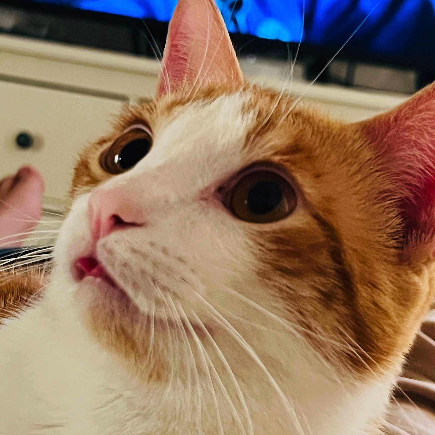 Twinkie is registered to the contest to win money with this photo: animal, cat, close_up, curious, cute, domestic_animal, ears, eye, face, feline, fur, household, indoor, mammal, orange_and_white, pet, portrait, relaxed, watching, whiskers