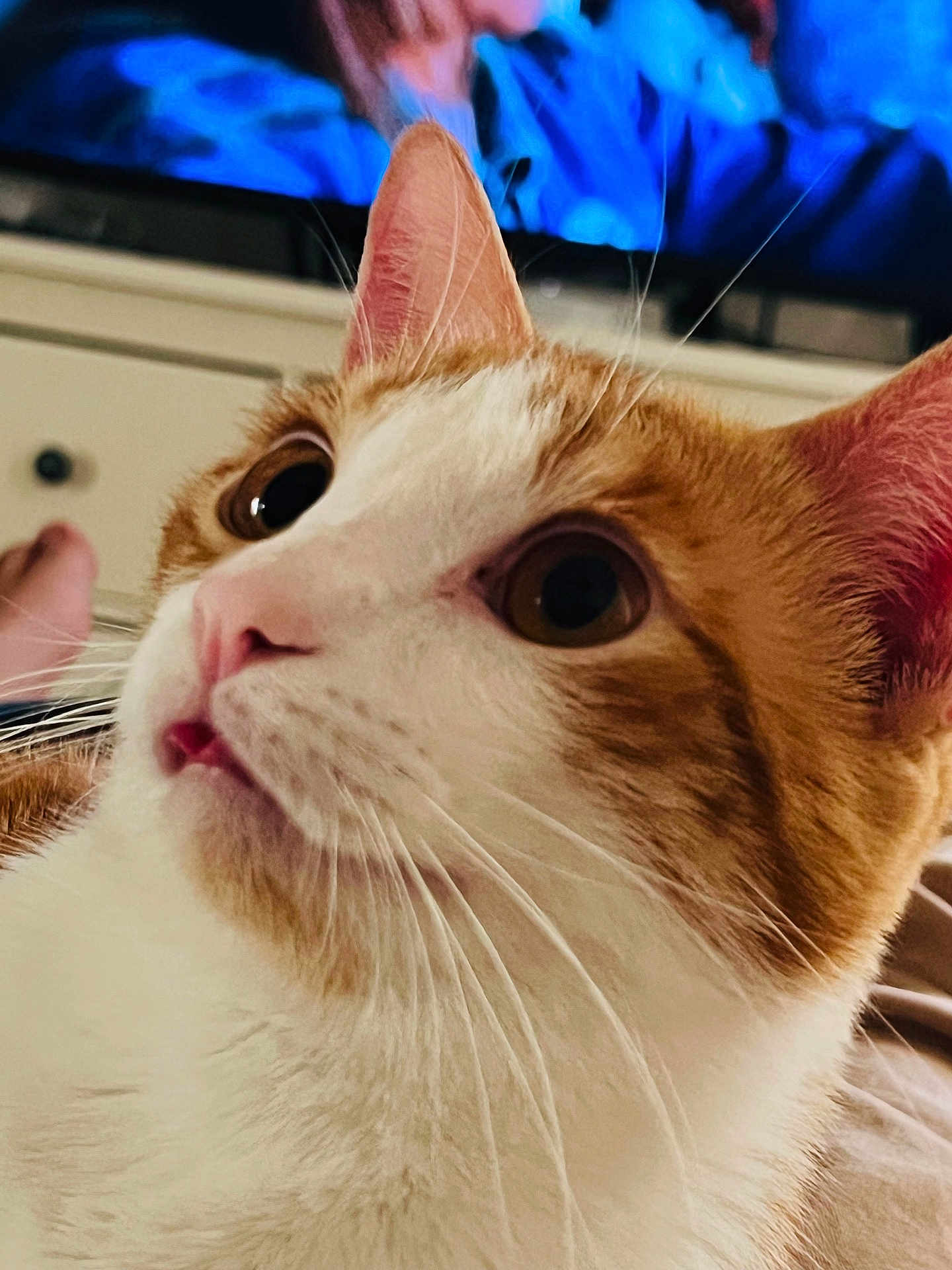 Twinkie is registered to the contest to win money with this photo: cat, close_up, orange_and_white, whiskers, curious, indoor, feline, pet, face, ears, eye, fur, domestic_animal, cute, animal, mammal, portrait, relaxed, household, watching