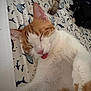 cat, sleeping, tongue_out, bedspread, patterned, ginger, white, black_cat, pet, animal, indoor, cute, relaxed, feline, paw, resting, closeup, cozy, two_cats, nap