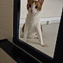 Twinkie joined the competition — help win amazing prizes! cat, orange_and_white, pet, indoor, bed, mirror, curious, animal, feline, whiskers, ears, wide_eyes, looking, resting, domestic, cute, reflection, black_frame, wall, furniture