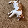 Twinkie is registered to the contest to win money with this photo: cat, orange_and_white, lying_down, carpet, pet, indoor, fur, whiskers, ears, tail, animal, cute, relaxed, looking_at_camera, domestic_cat, feline, soft, cozy, resting, mammal