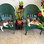 cat, cats, green_chair, plastic_chair, water_bottle, plant, potted_plant, flower, pink_flower, tile_floor, relaxing, sleeping, pet, animal, indoor, daylight, two_cats, calm, resting, home