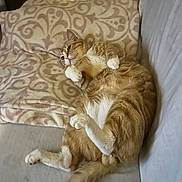 Simba joined the competition — help win amazing prizes! cat, orange_cat, white_paws, lounging, relaxed, fluffy, pet, indoor, blanket, patterned_blanket, couch, fur, animal, cute, paw, tail, resting, cozy, domestic_cat, feline