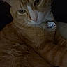 Simba is registered to the contest to win money with this photo: cat, orange_tabby, pet, feline, collar, tag, indoor, low_light, close_up, fur, whiskers, animal, domestic_cat, relaxed, cute, portrait, mammal, eyes, sleepy, resting