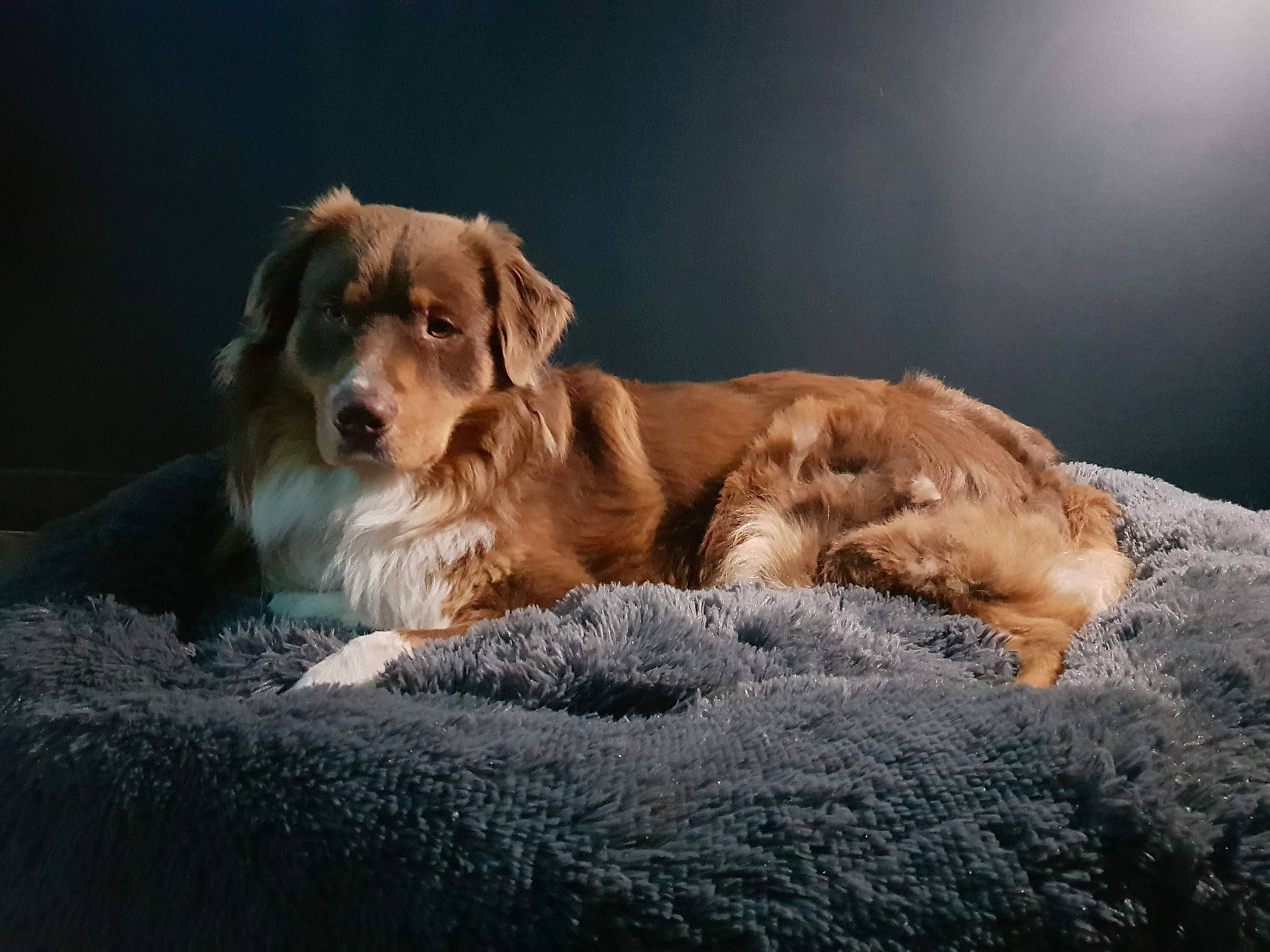 Peps participe au concours pour gagner de l'argent avec cette photo : bored, canidae, carnivore, comfort, companion_dog, darkness, dog, dog_breed, fawn, felidae, fur, gun_dog, liver, paw, puppy, retriever, sky, sporting_group, terrestrial_animal, whiskers