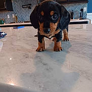 Gigi is registered to the contest to win money with this photo: puppy, dog, black, tan, marble_countertop, kitchen, cabinet, tile_backsplash, appliance, floor, indoor, pet, cute, small, curious, animal, floppy_ears, young, standing, closeup
