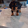 puppy, dog, black, tan, marble_countertop, kitchen, cabinet, tile_backsplash, appliance, floor, indoor, pet, cute, small, curious, animal, floppy_ears, young, standing, closeup