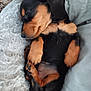 Gigi joined the competition — help win amazing prizes! puppy, dog, sleeping, cute, cozy, bed, fur, black, brown, relaxing, pet, animal, napping, small, paw, ears, adorable, domestic, resting, snuggle