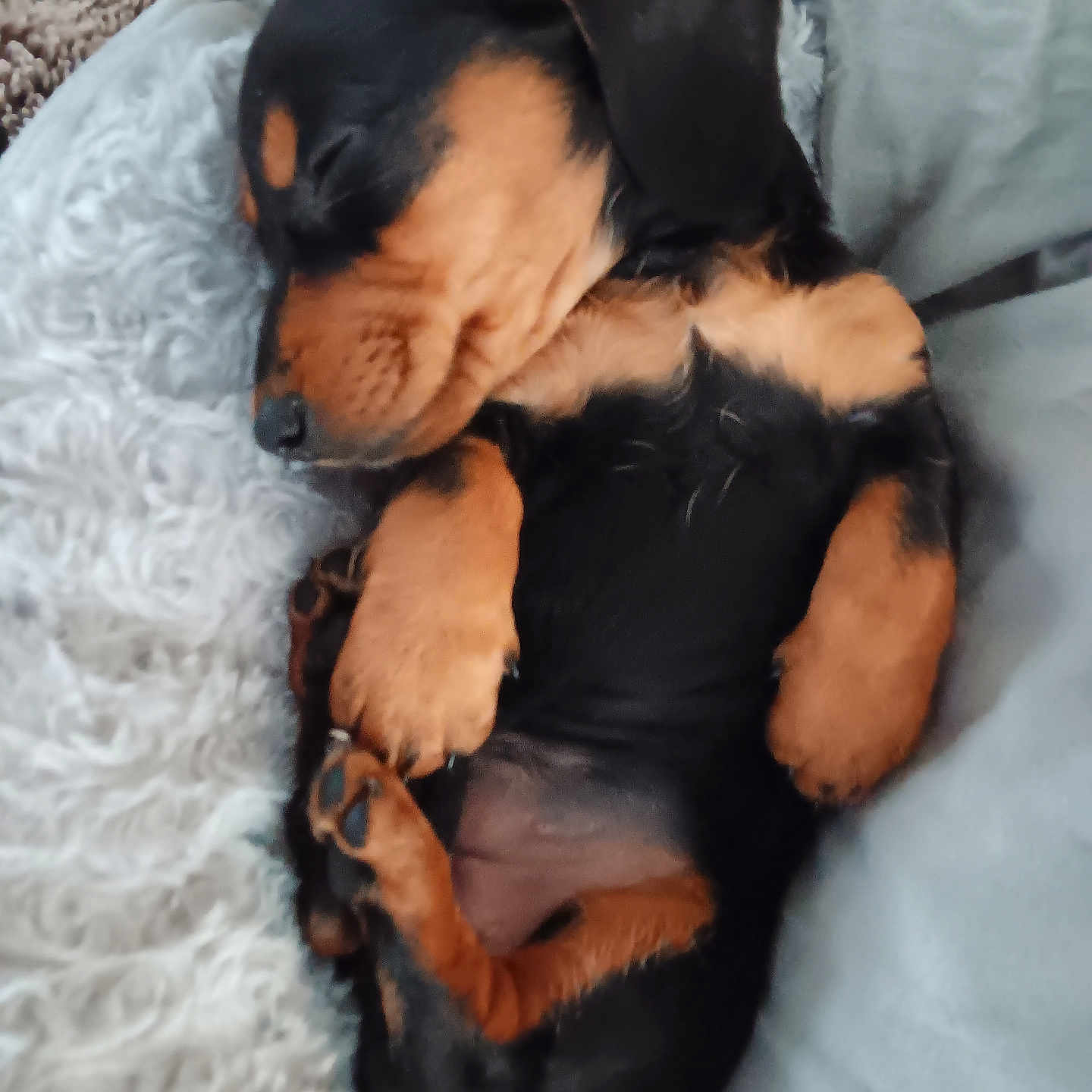 Gigi joined the competition — help win amazing prizes! adorable, animal, bed, black, brown, cozy, cute, dog, domestic, ears, fur, napping, paw, pet, puppy, relaxing, resting, sleeping, small, snuggle