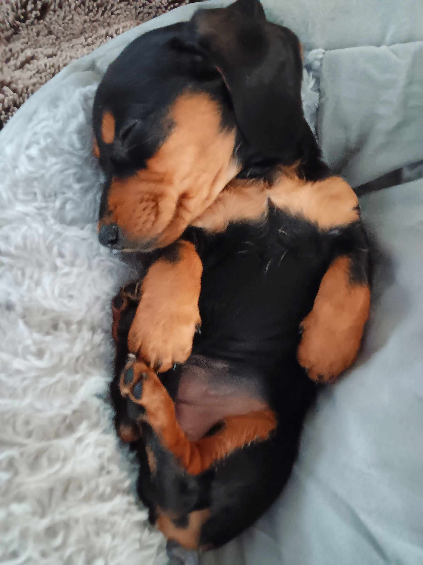 Gigi