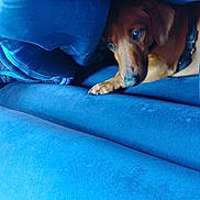Dash is registered to the contest to win money with this photo: dog, blanket, blue_couch, pet, indoor, snuggling, cozy, fur, paw, curious_eyes, resting, comfort, fabric, home, relaxation, canine, animal, furniture, soft, warm