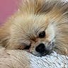 dog, puppy, fluffy, sleepy, resting, close_up, portrait, face, eyes, nose, whiskers, fur, cream_colored, small_breed, cute, cozy, blanket, indoors, soft, relaxed
