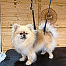 dog, small_dog, fluffy, pomeranian, fur, cream_colored, tan, white, long_hair, plume_tail, standing, grooming, grooming_table, leash, harness, wooden_wall, indoor, pet, portrait, cute