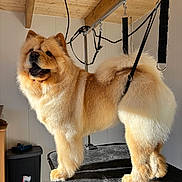 Margaux Fournier participe au concours pour gagner de l'argent avec cette photo : dog, chow_chow, fluffy, long_hair, golden_fur, grooming, grooming_table, pet, animal, canine, standing, open_mouth, tongue, curled_tail, harness, indoor, wooden_ceiling, pet_salon, portrait, large_dog