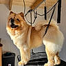 dog, chow_chow, fluffy, long_hair, golden_fur, grooming, grooming_table, pet, animal, canine, standing, open_mouth, tongue, curled_tail, harness, indoor, wooden_ceiling, pet_salon, portrait, large_dog