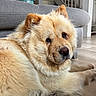 Margaux Fournier participe au concours pour gagner de l'argent avec cette photo : dog, golden_dog, fluffy, long_hair, pet, canine, animal, portrait, close_up, lying_down, relaxed, indoors, living_room, sofa, staircase, wooden_floor, golden_fur, brown_eyes, snout, home