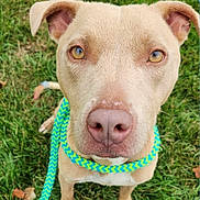 Cambria is registered to the contest to win money with this photo: dog, canine, pet, leash, grass, outdoor, close_up, brown_dog, curious, ears, nose, eyes, animal, mammal, friendly, companion, nature, portrait, looking, alert