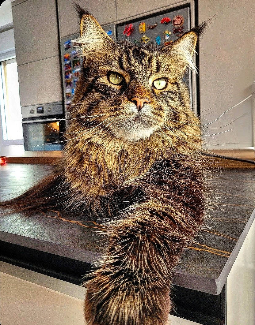 Roucky participe au concours pour gagner de l'argent avec cette photo : art, carnivore, cat, claw, domestic_short_haired_cat, feather, felidae, flooring, fur, metal, small_to_medium_sized_cats, snout, tail, terrestrial_animal, tourist_attraction, whiskers, window, wood