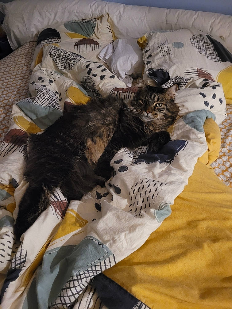 Roucky participe au concours pour gagner de l'argent avec cette photo : bed_sheet, bedding, blanket, carnivore, cat, comfort, domestic_short_haired_cat, feather, felidae, fur, human_leg, linens, nap, pattern, room, sleeve, small_to_medium_sized_cats, tail, visual_arts, whiskers