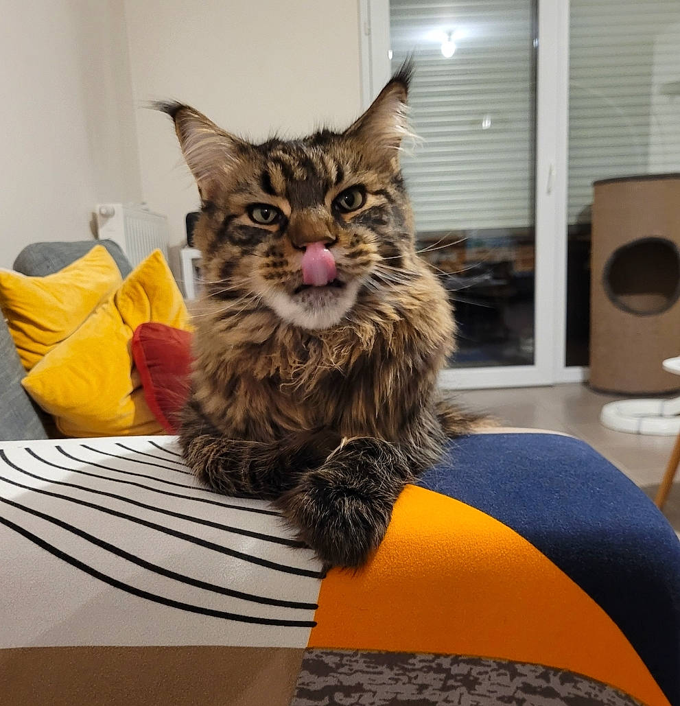 Roucky participe au concours pour gagner de l'argent avec cette photo : box, cardboard, carnivore, cat, comfort, domestic_short_haired_cat, drawer, felidae, flooring, fur, loudspeaker, maine_coon, plant, sitting, small_to_medium_sized_cats, whiskers