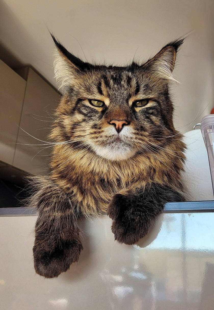 Roucky a rejoint le concours — aidez-le/la à gagner de superbes lots ! art, box, carnivore, cat, claw, domestic_short_haired_cat, fawn, felidae, fur, metal, paw, small_to_medium_sized_cats, snout, tail, terrestrial_animal, whiskers