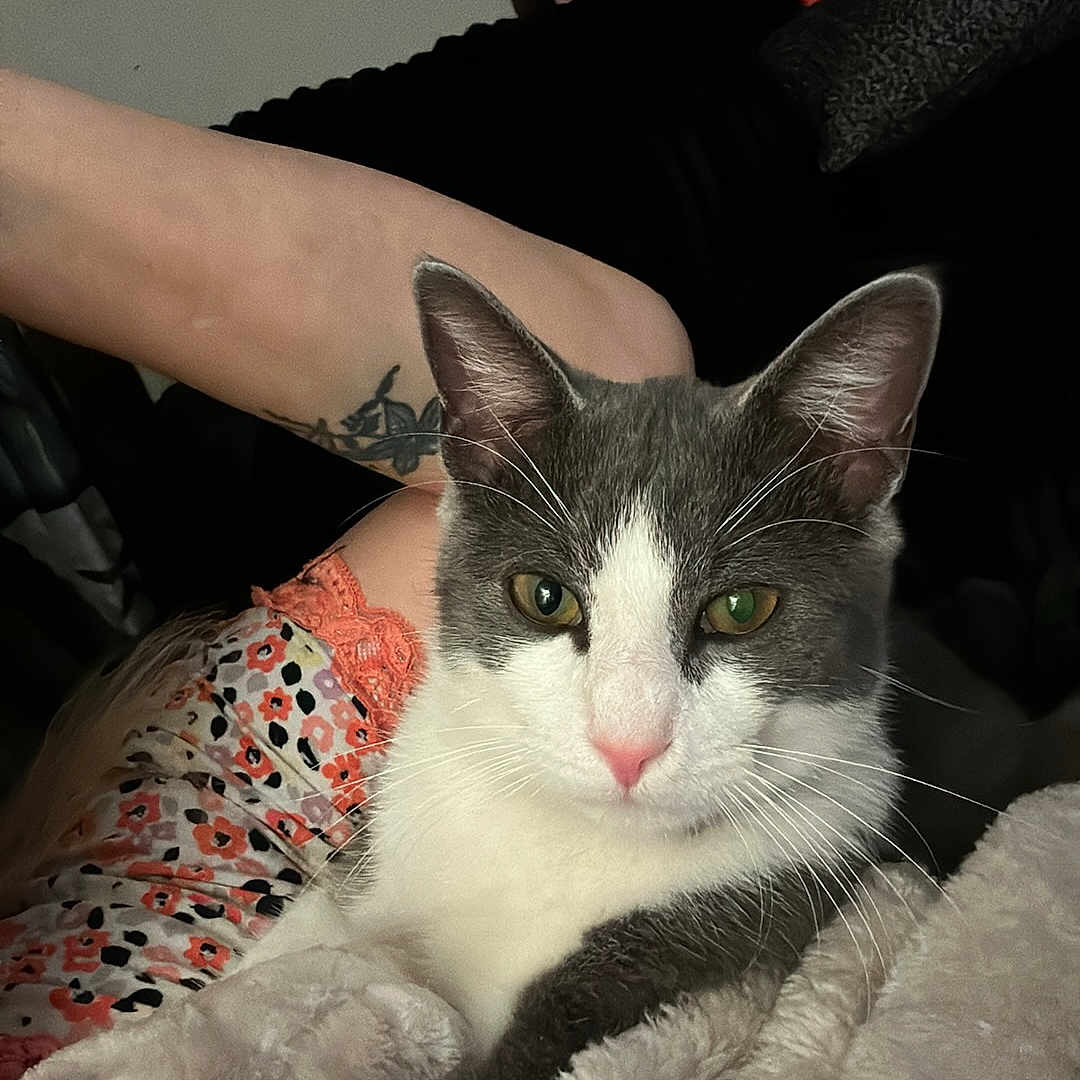 Meatball