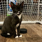 Moose joined the competition — help win amazing prizes! kitten, cat, tuxedo_cat, black_and_white, animal, pet, sitting, indoor, soccer_goal, net, wooden_floor, whiskers, ears, paws, tail, white_chest, white_paws, black_fur, portrait, playful