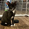 kitten, cat, tuxedo_cat, black_and_white, animal, pet, sitting, indoor, soccer_goal, net, wooden_floor, whiskers, ears, paws, tail, white_chest, white_paws, black_fur, portrait, playful