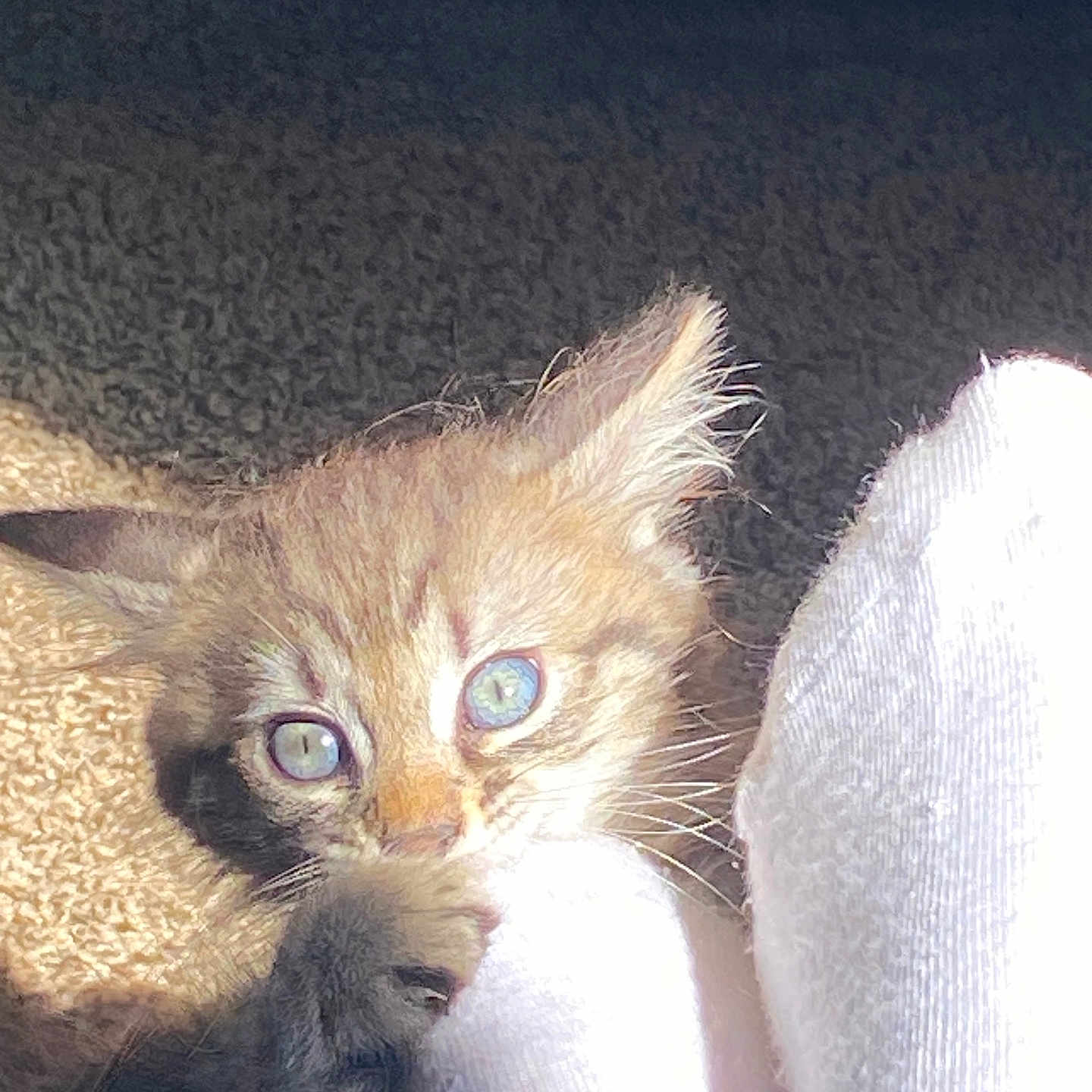 Luna joined the competition — help win amazing prizes! animal, blue_eyes, carpet, cat, claw, closeup, cute, domestic, feline, fur, indoor, kitten, paw, pet, playful, sock, soft, sunlight, whiskers, young