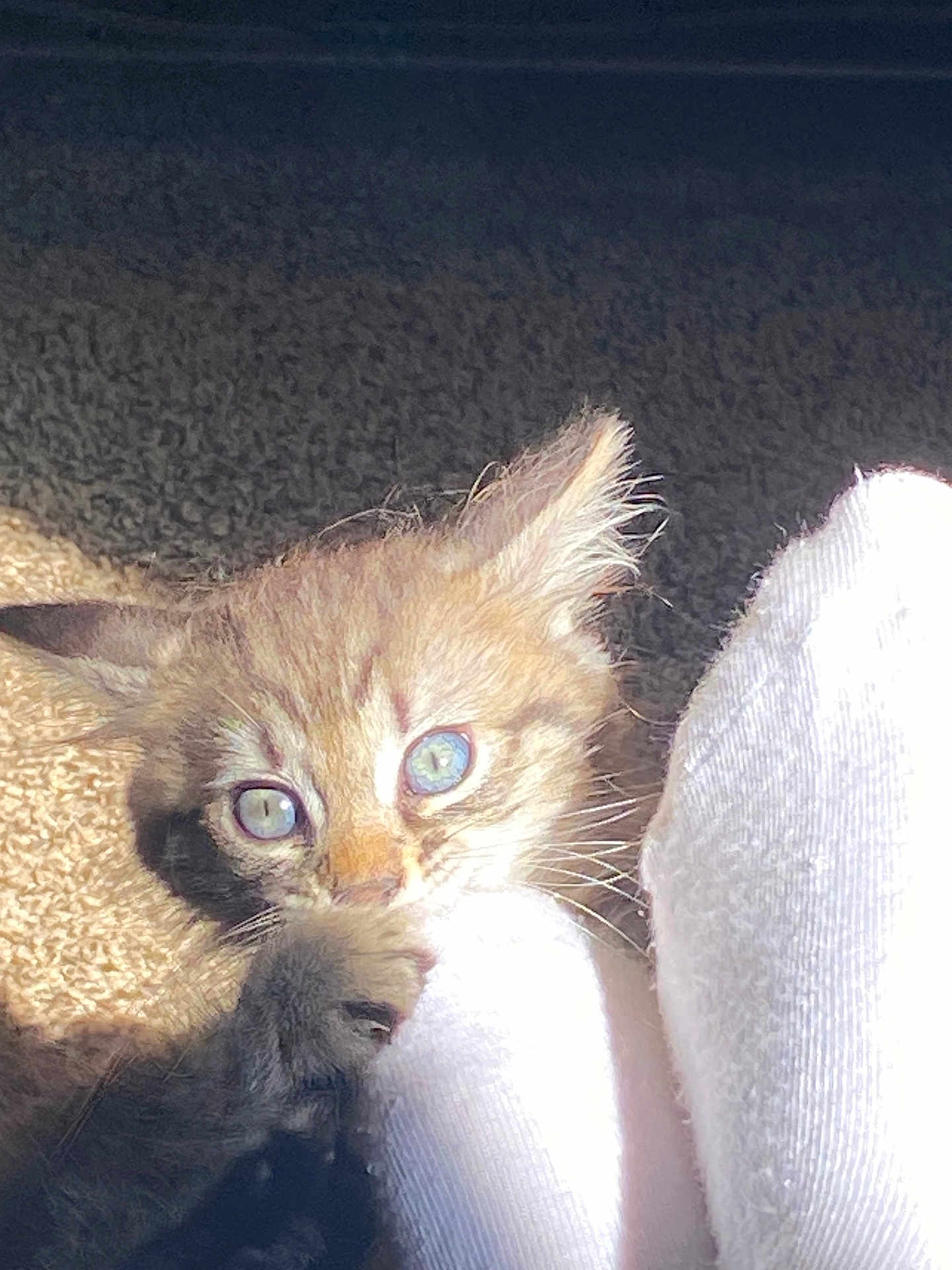 Luna joined the competition — help win amazing prizes! kitten, cat, blue_eyes, sock, playful, fur, pet, indoor, carpet, sunlight, closeup, animal, cute, paw, whiskers, young, feline, domestic, soft, claw