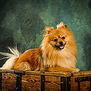 Loki a rejoint le concours — aidez-le/la à gagner de superbes lots ! animal, brown, closeup, cute, dog, ears, fluffy, fur, furniture, happy, head, indoor, pet, pomeranian, portrait, smiling, studio, tail, tongue_out, wooden_chest