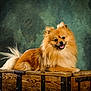 animal, brown, closeup, cute, dog, ears, fluffy, fur, furniture, happy, head, indoor, pet, pomeranian, portrait, smiling, studio, tail, tongue_out, wooden_chest