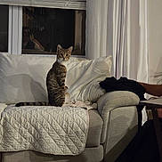 Chickie joined the competition — help win amazing prizes! animal, arm, blinds, cat, couch, cozy, curious, curtains, domestic, furniture, home, indoor, living_room, person_partial, pet, quilted_blanket, seated, soft_lighting, tabby_cat, window