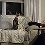 animal, arm, blinds, cat, couch, cozy, curious, curtains, domestic, furniture, home, indoor, living_room, person_partial, pet, quilted_blanket, seated, soft_lighting, tabby_cat, window