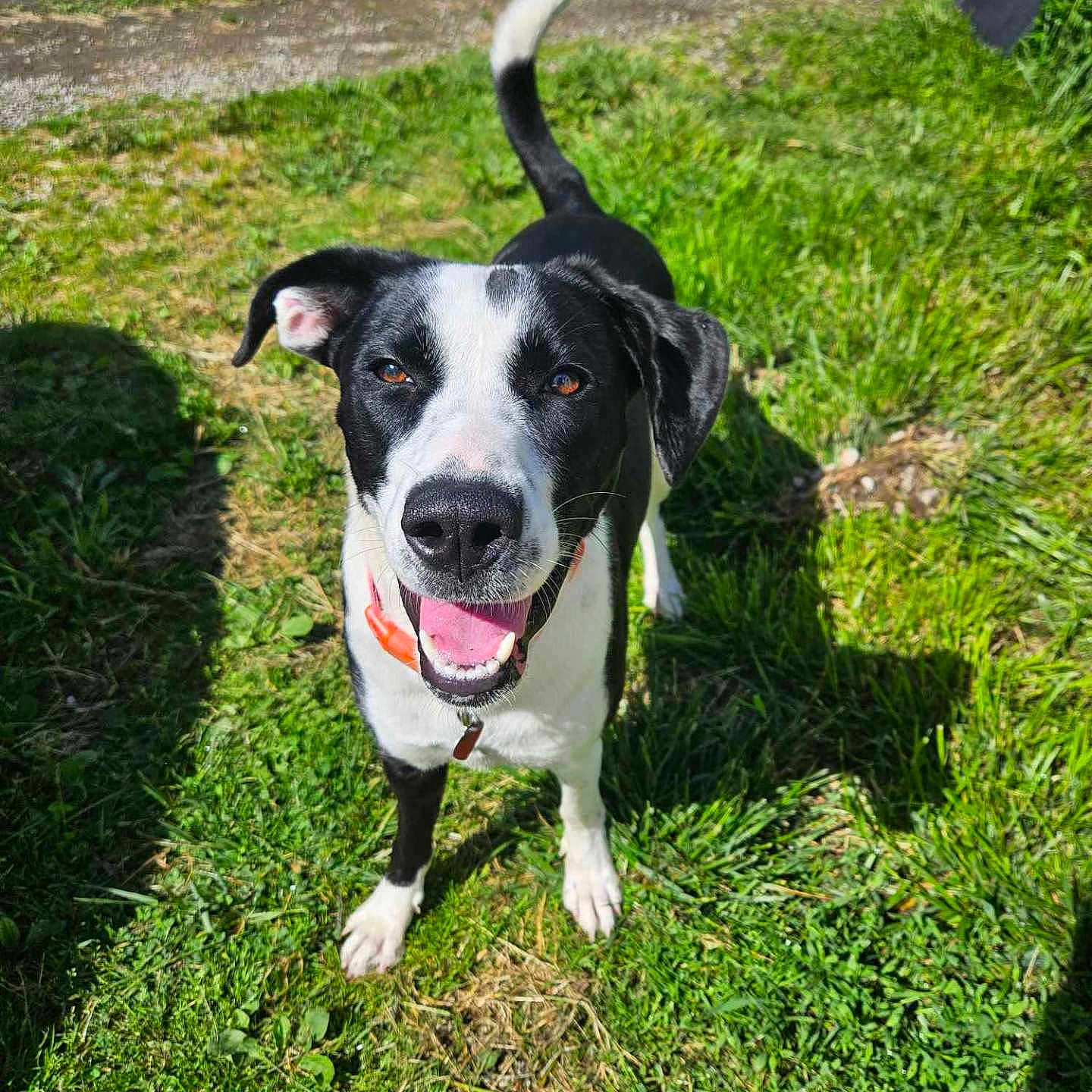 Nova is registered to the contest to win money with this photo: accessories, animal, canine, dog, field, grass, grassland, greatdane, green, hound, labradorretriever, lawn, nature, outdoors, park, pet, plant, pointer, puppy, strap
