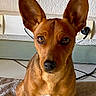 dog, brown_dog, pet, indoor, ears, sitting, floor, mat, wall, socket, cable, curious, animal, portrait, canine, looking_at_camera, furry, small_dog, alert, household
