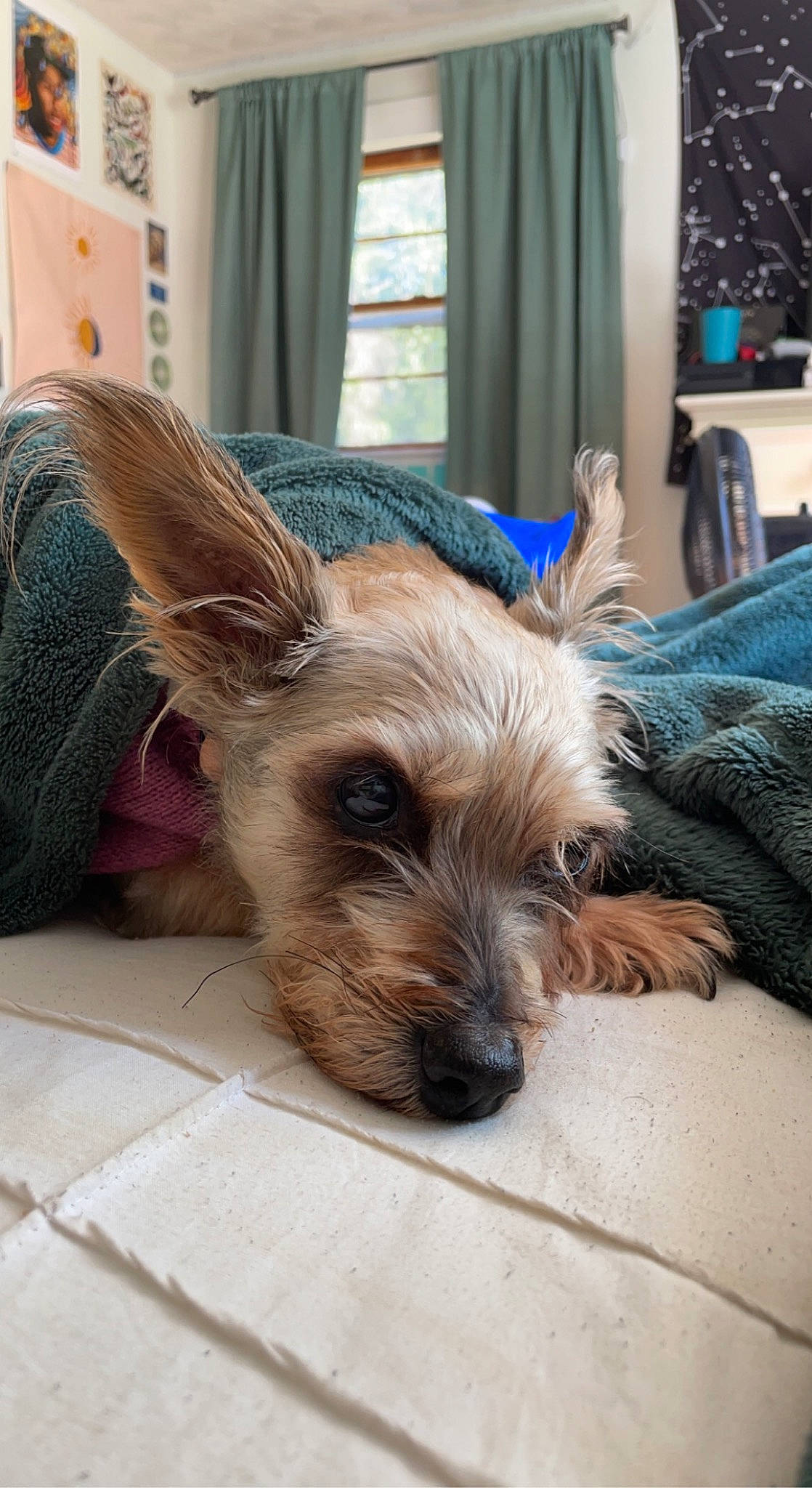 Farria is registered to the contest to win money with this photo: canidae, carnivore, comfort, companion_dog, curtain, dog, dog_breed, dog_supply, ear, fawn, flooring, fur, liver, small_terrier, snout, sporting_group, terrier, toy_dog, whiskers, working_animal