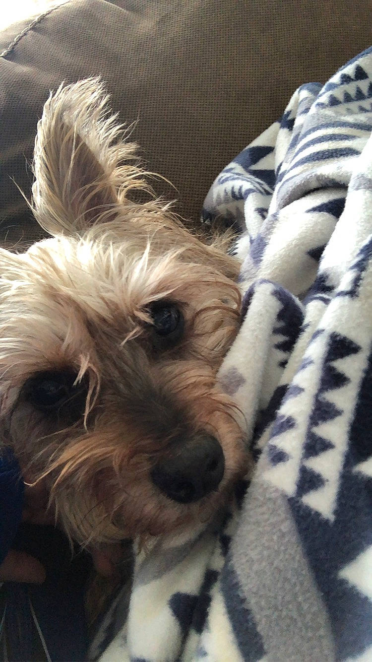 Farria is registered to the contest to win money with this photo: biewer_terrier, canidae, carnivore, comfort, companion_dog, dog, dog_breed, dog_supply, fawn, fur, linens, maltepoo, pattern, schnauzer, small_terrier, snout, sporting_group, terrier, toy_dog, working_animal