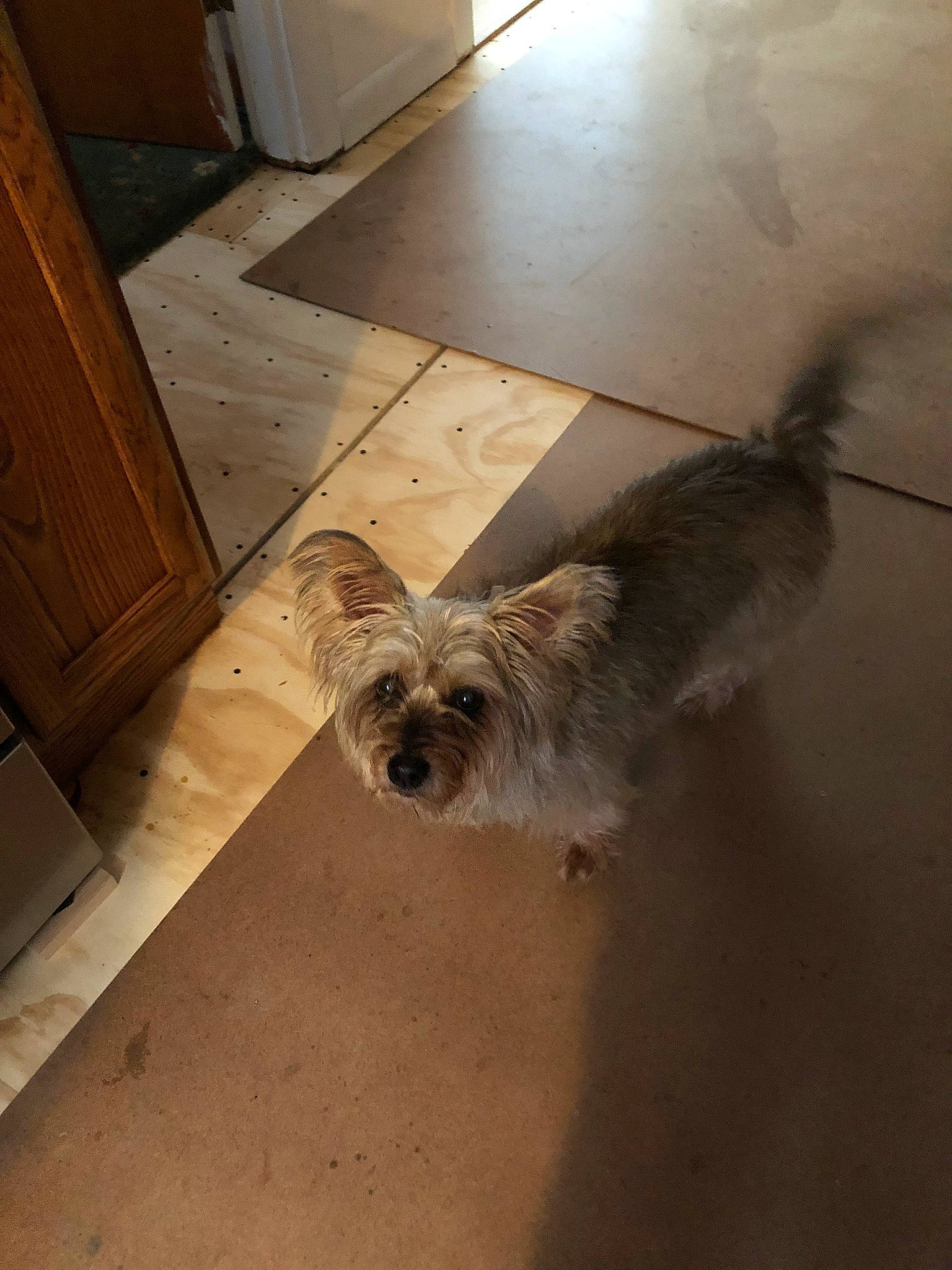 Farria is registered to the contest to win money with this photo: cabinetry, carnivore, companion_dog, cupboard, dog, dog_breed, door, felidae, floor, flooring, fur, hardwood, liver, small_terrier, tail, terrier, toy_dog, varnish, wood, wood_stain