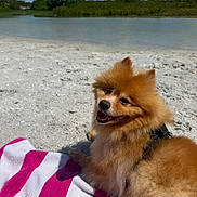 Dday joined the competition — help win amazing prizes! dog, pomeranian, beach, sand, towel, outdoor, river, water, sky, clouds, greenery, sunny, pet, animal, fluffy, relaxed, happy, nature, daytime, canine