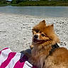 dog, pomeranian, beach, sand, towel, outdoor, river, water, sky, clouds, greenery, sunny, pet, animal, fluffy, relaxed, happy, nature, daytime, canine