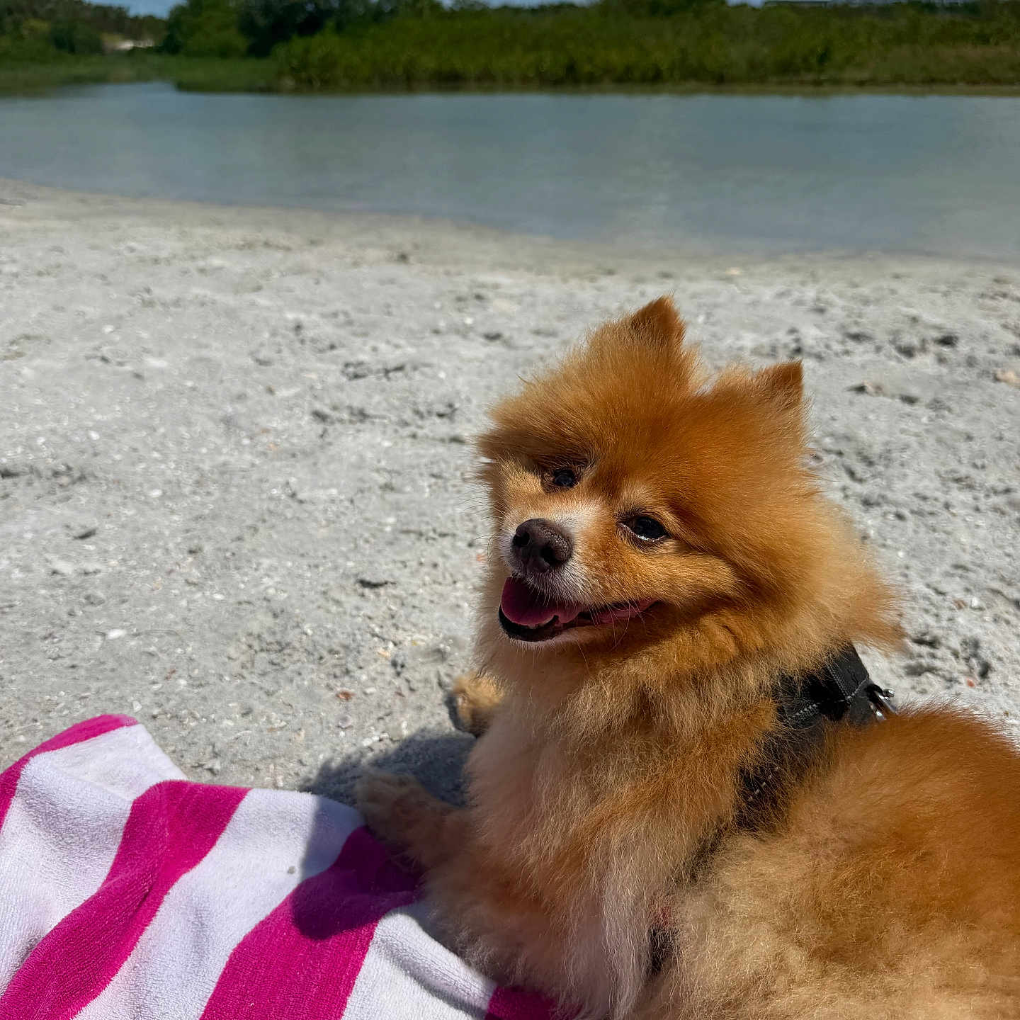 Dday joined the competition — help win amazing prizes! dog, pomeranian, beach, sand, towel, outdoor, river, water, sky, clouds, greenery, sunny, pet, animal, fluffy, relaxed, happy, nature, daytime, canine